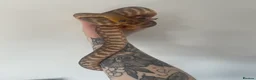 Python Snake reptiles for sale: CB24 Woma Python - Advert 4