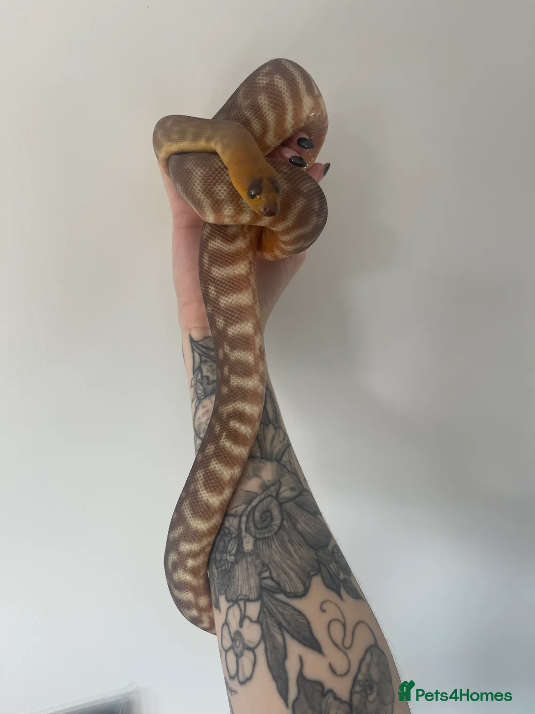 Python Snake reptiles for sale: CB24 Woma Python - Advert 4