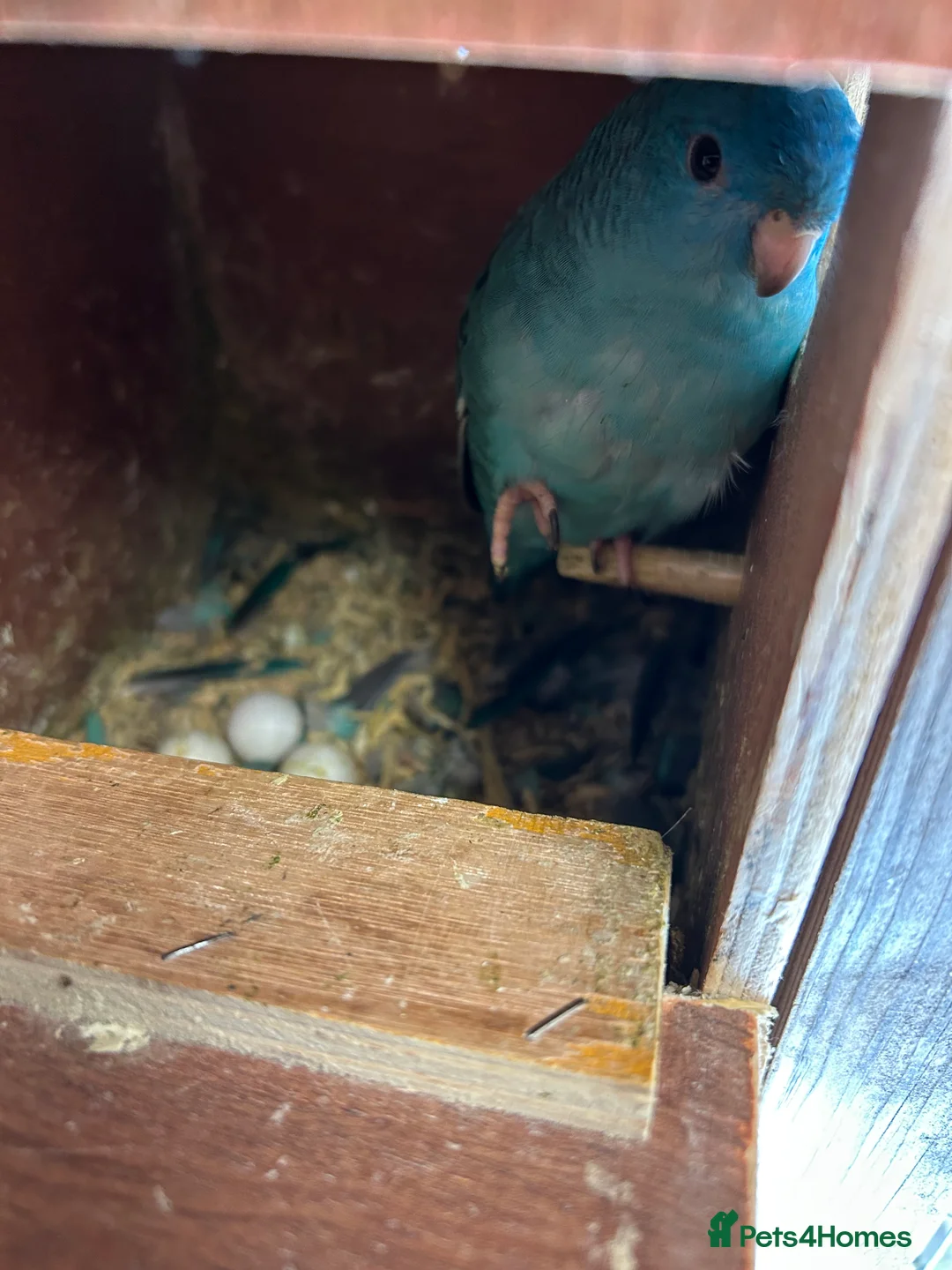 Parakeets birds for sale: Proven pair of Linnies - Advert 2