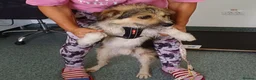 Mixed Breed dogs for adoption: BEN's Journey to Safety - Advert 15