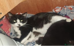 Mixed Breed cats for sale: Three boys looking for new home  - Image 5