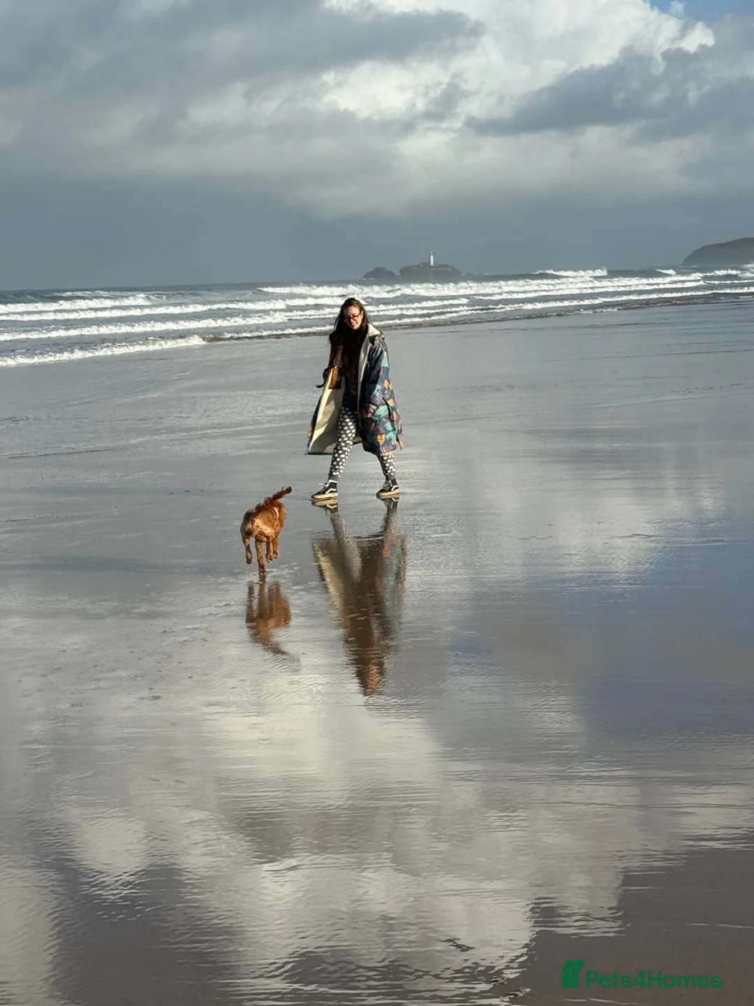 Cavapoo dogs for sale: Beautiful Deep Red F1 Cavapoo Girl in Stafford - Advert 3