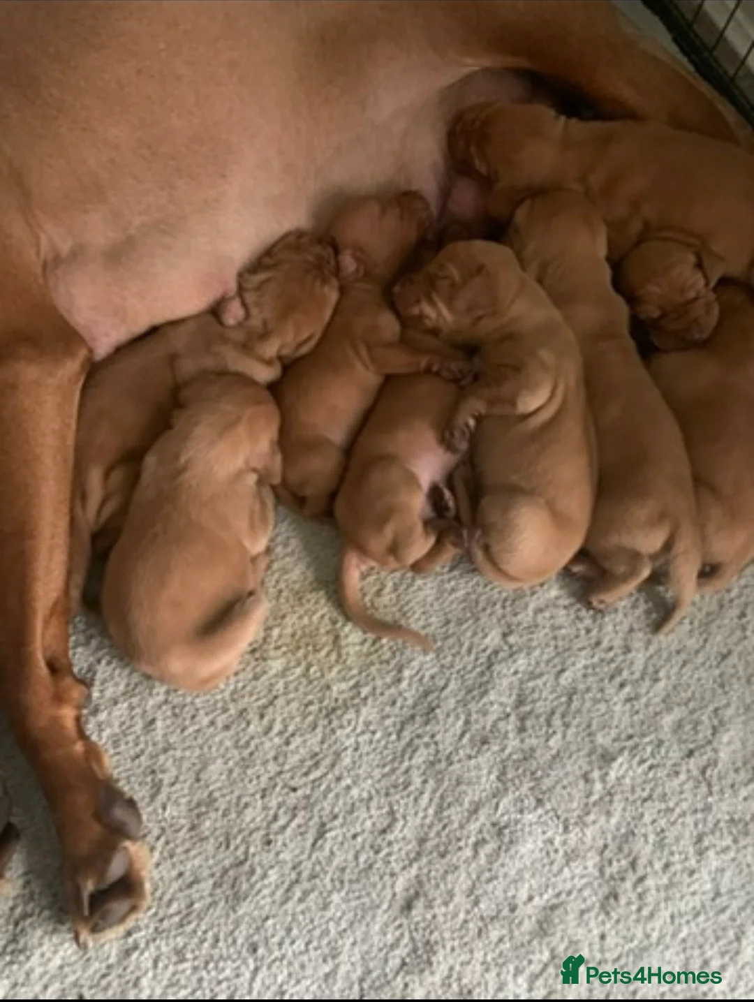 Hungarian Vizsla dogs for sale: Outstanding, true to type pups - Advert 2