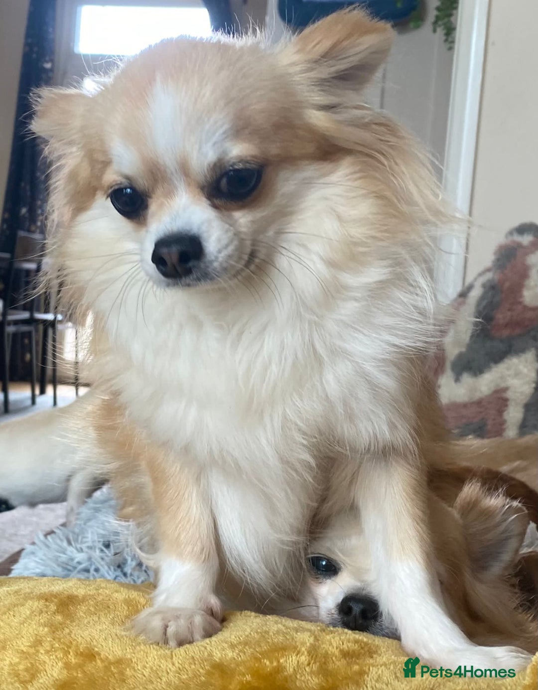 Chihuahua dogs for sale: Stunning 4 year old boy  - Advert 2