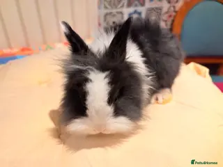 Lionhead rabbits Lion head bunny - Advert 1