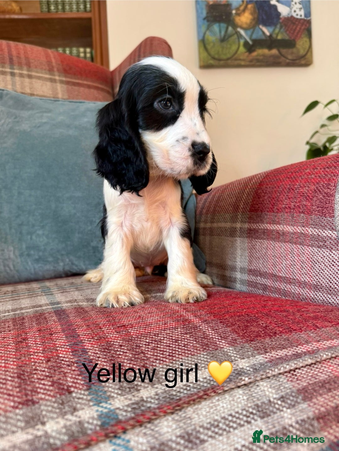 Cocker Spaniel dogs for sale: KC registered, health tested, show type puppies  - Image 2