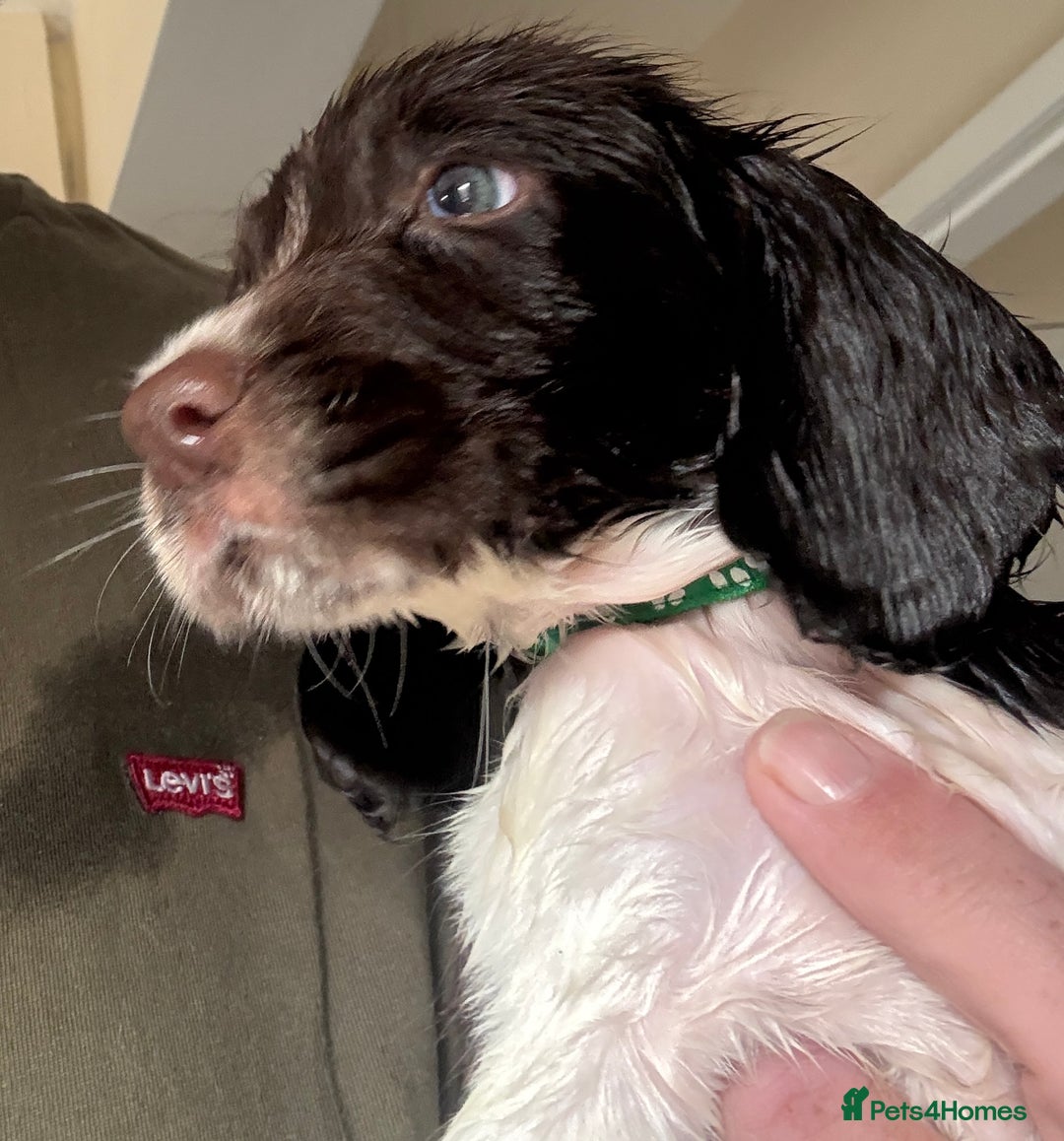 English Springer Spaniel dogs for sale: KC Registered English Springer Spaniel Puppies - Image 19