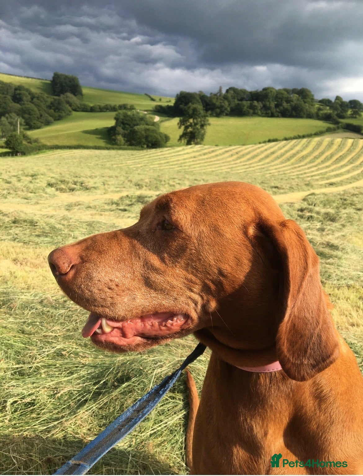 Hungarian Vizsla dogs 5* HUNGARIAN VIZSLA PUPPIES KC REGISTERED  - Advert 6
