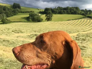 Hungarian Vizsla dogs 5* HUNGARIAN VIZSLA PUPPIES KC REGISTERED - Advert 6
