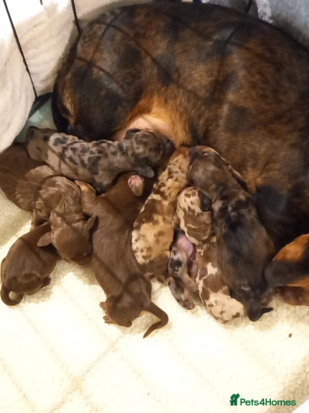 Miniature Dachshund dogs for stud: STUNNING MINIATURE DACHSHUND AVAILABLE AT STUD in Grays - Advert 15