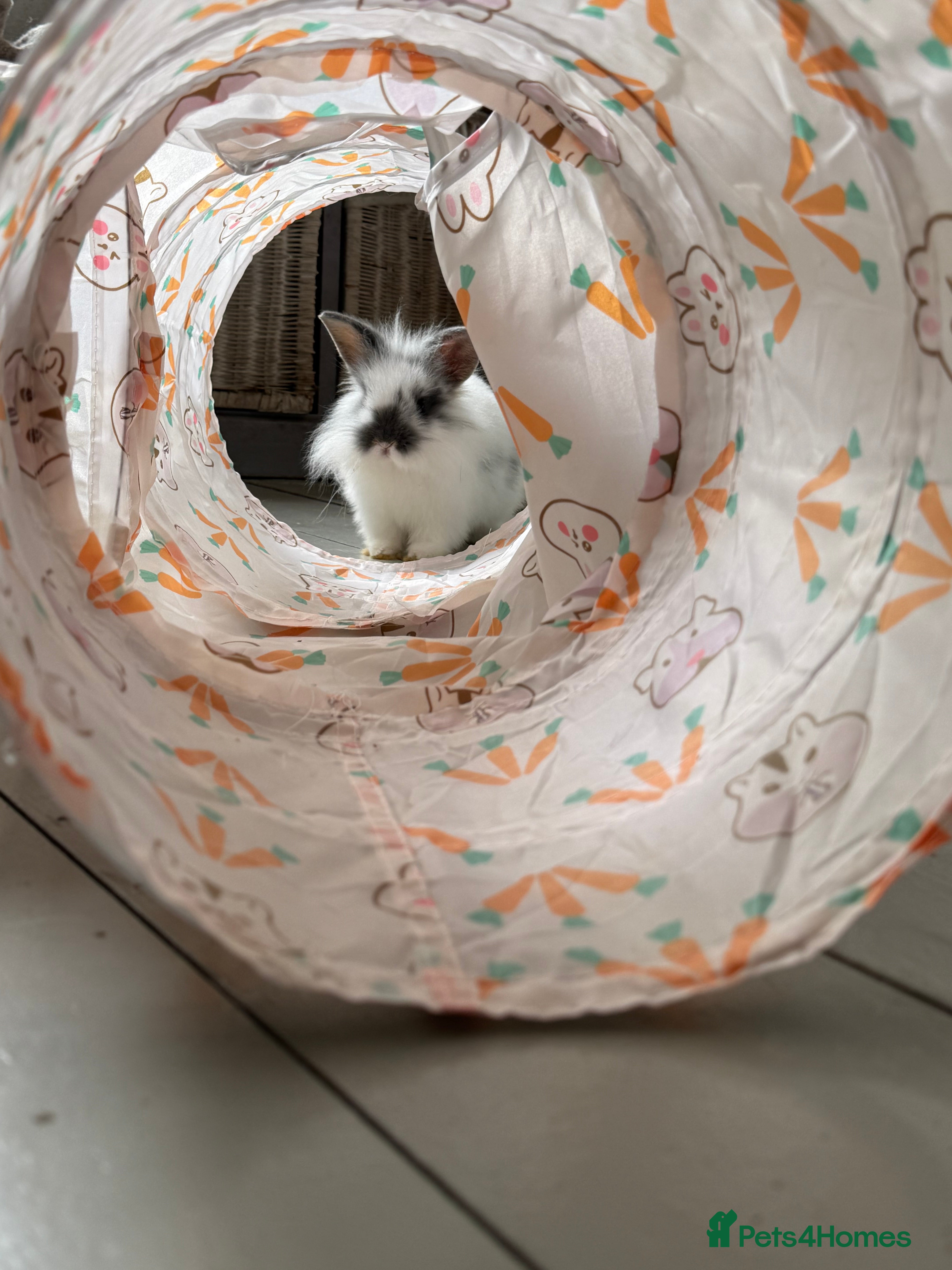 Lionhead rabbits Baby Lionhead bunny for sale - Advert 1