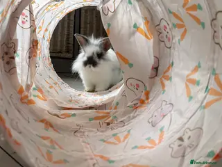 Lionhead rabbits Baby Lionhead bunny for sale - Advert 3