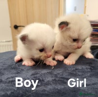 Ragdoll cats - Advert 1