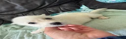 Mixed Breed dogs for sale: 7 beautiful siberian husky x labrador puppies - Advert 36