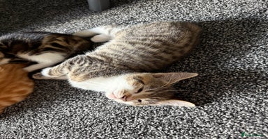 Domestic Shorthair cats - Advert 6