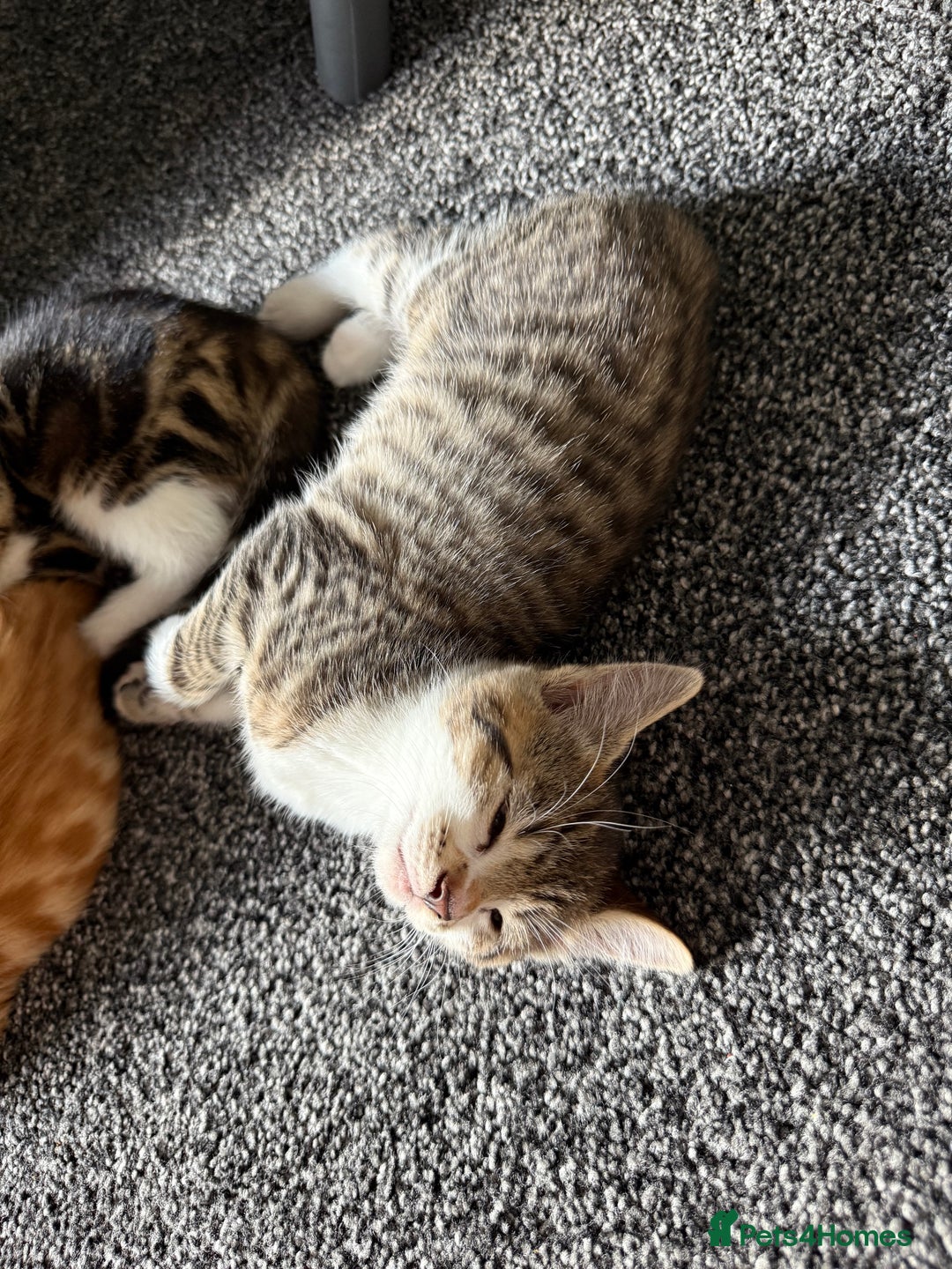 Domestic Shorthair cats for sale: BEAUTIFUL, FRIENDLY KITTENS FOR SALE!!🐈❤️ - Image 3