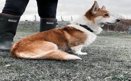 Welsh Corgi Pembroke dogs for sale: Corgi puppies, 2 brothers.  - Advert 13