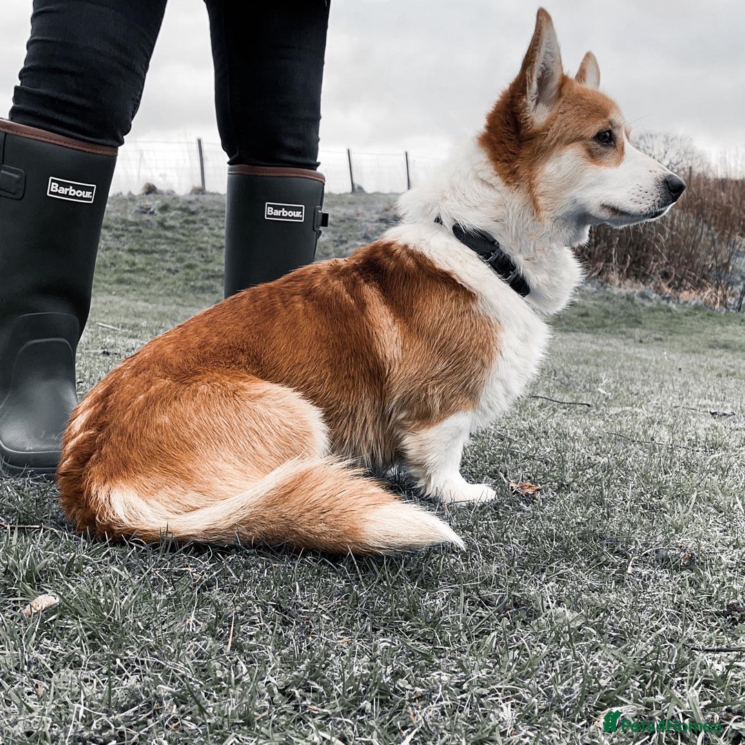 Welsh Corgi Pembroke dogs for sale: Corgi puppies, 2 brothers.  - Advert 13