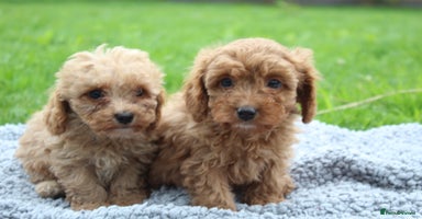 Cavapoochon dogs - Advert 5