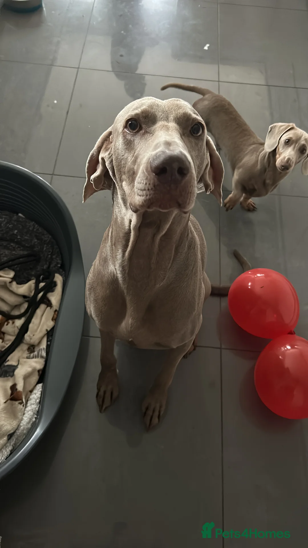 Weimaraner dogs for stud: KING KAISER in Manchester - Advert 11