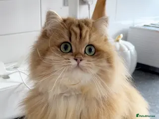 British Longhair cats Female British Long Hair Cat - Advert 4