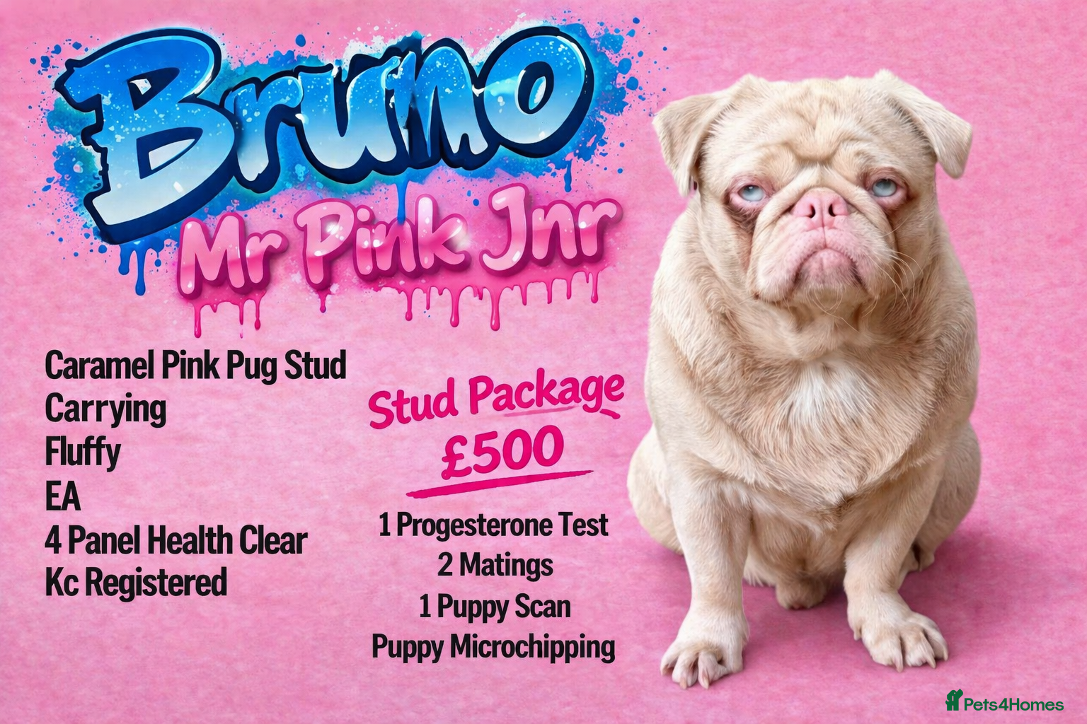 Pug dogs Bruno Caramel Pink Carrying Fluffy - Advert 1