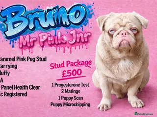 Pug dogs Bruno Caramel Pink Carrying Fluffy - Advert 1