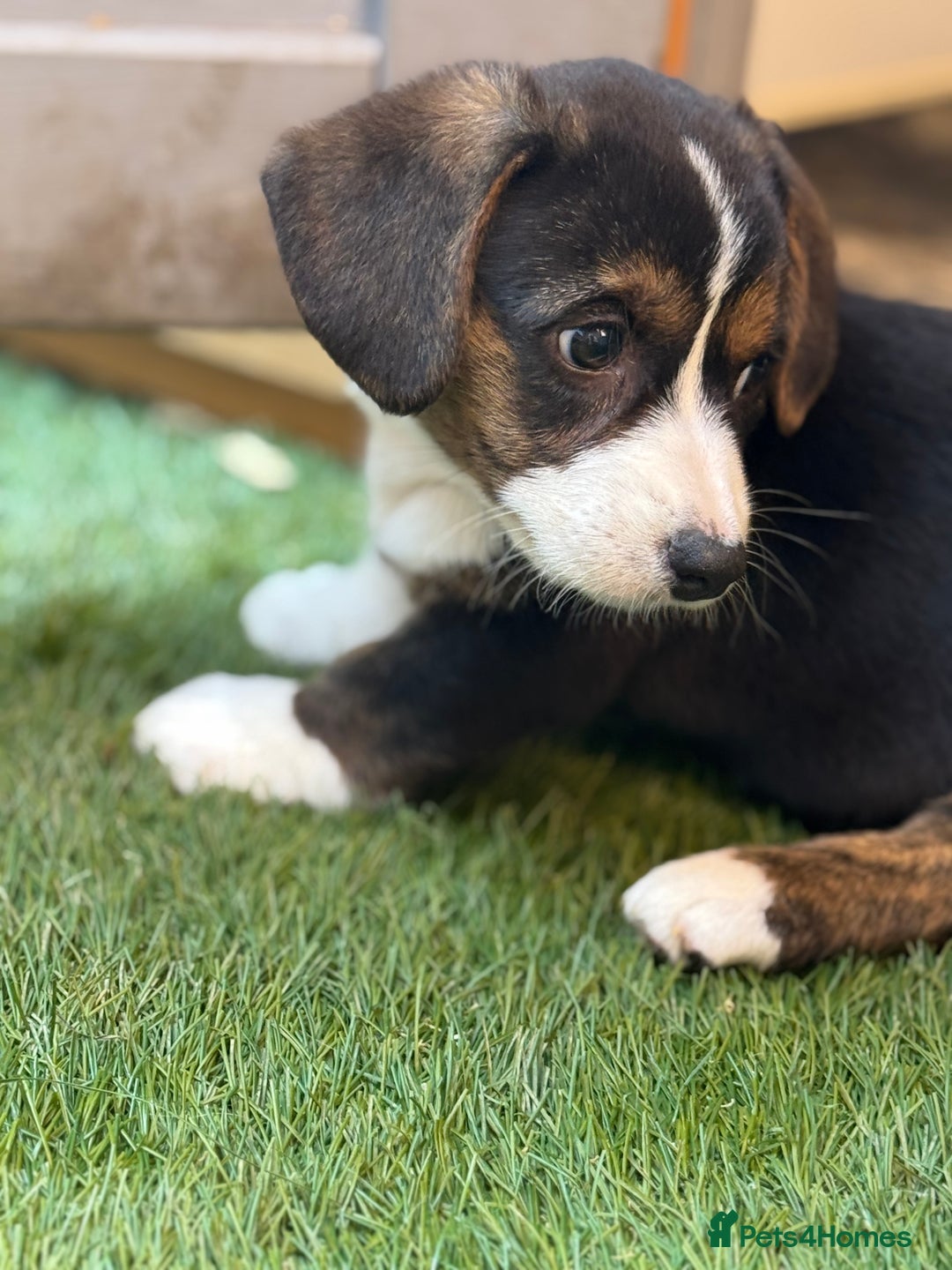Welsh Corgi Cardigan dogs for sale: Welsh Cardigan Corgis Puppies - Image 9