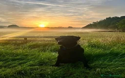 Labrador Retriever dogs for sale: Beautiful black Labrador puppy's  - Image 4