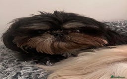 Shih Tzu dogs for sale: Exquisite KC Doll Faced LILAC BOY Imperial 🎀 - Image 16