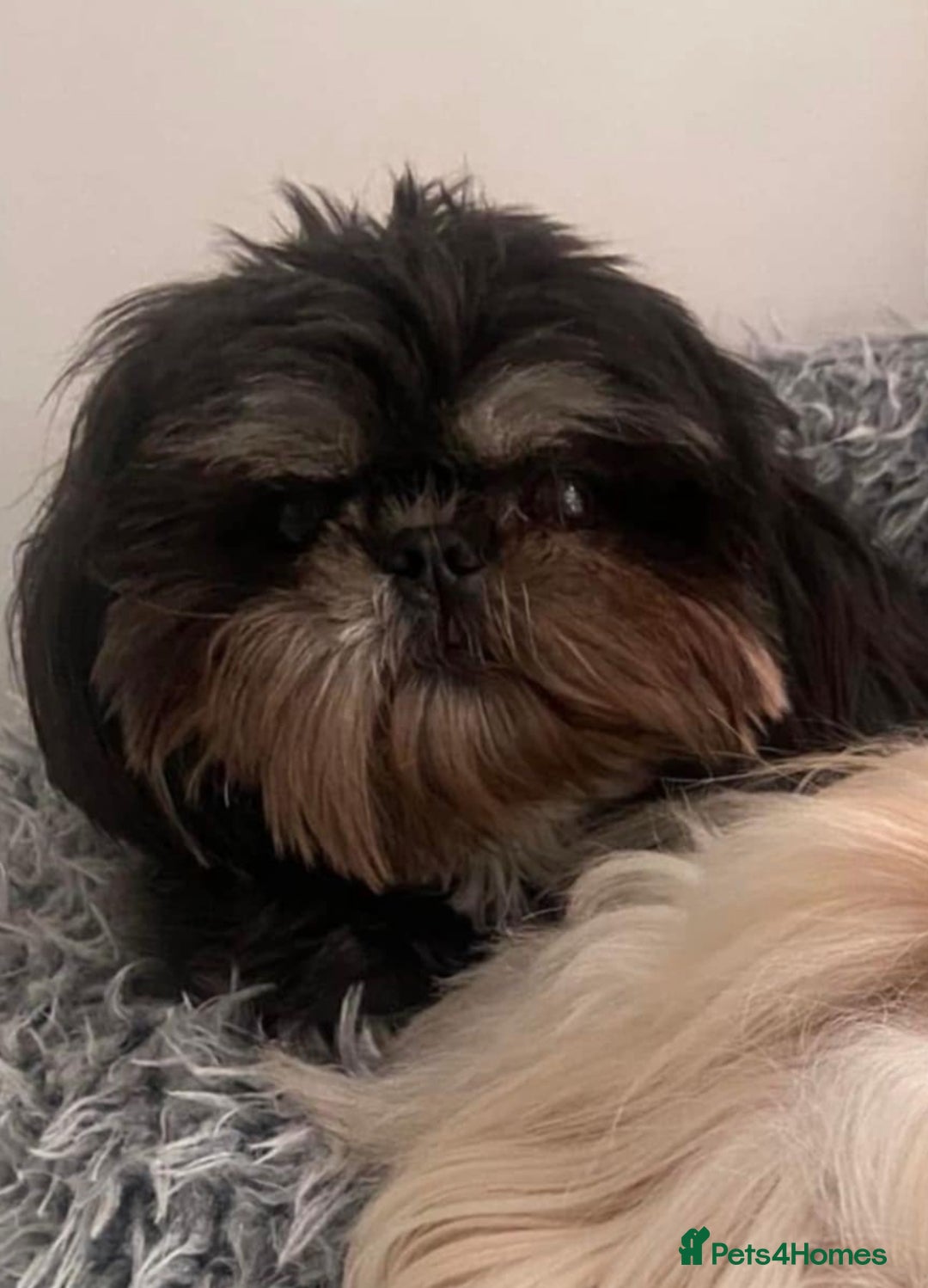 Shih Tzu dogs for sale: Exquisite KC Doll Faced LILAC BOY Imperial 🎀 - Image 16
