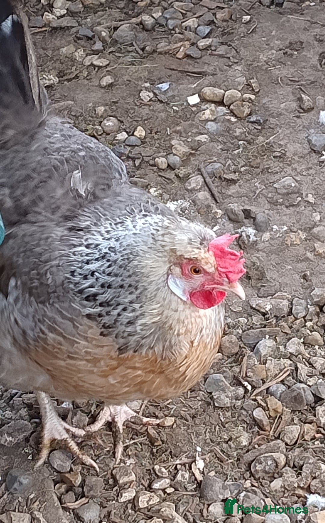 Chickens poultry for sale: Cream Legbar Cock & 2 hens Rare Blue Eggs Norfolk - Advert 4