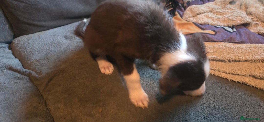 Border Collie dogs for sale: 9 border collie pups  - Image 14