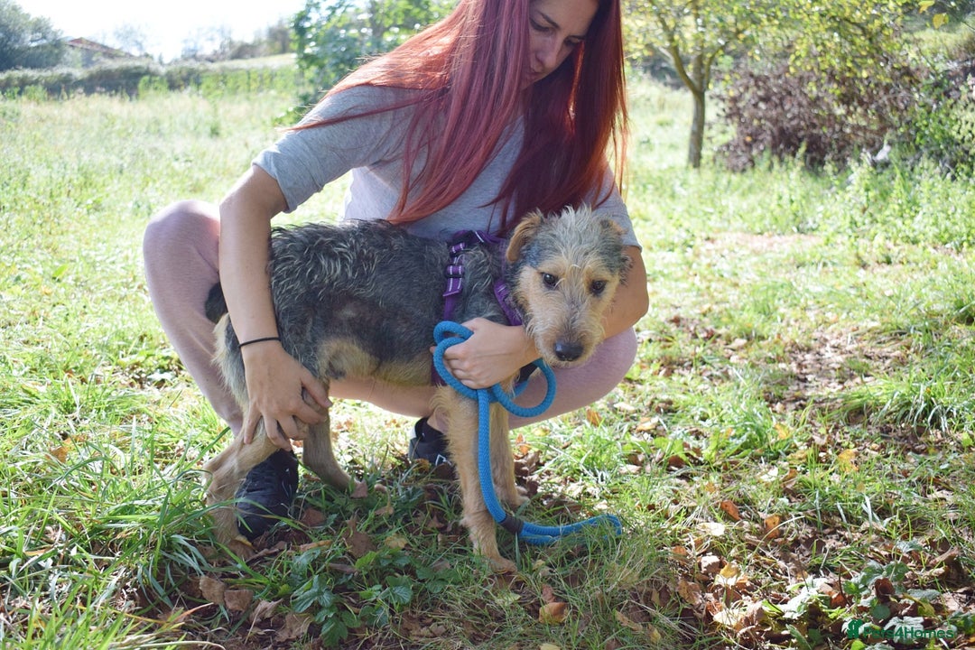 Fox Terrier dogs for adoption: Norte - Image 6