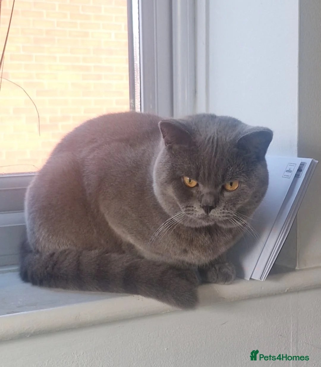 British Shorthair cats for sale: Stunning male british shorthair  - Advert 3