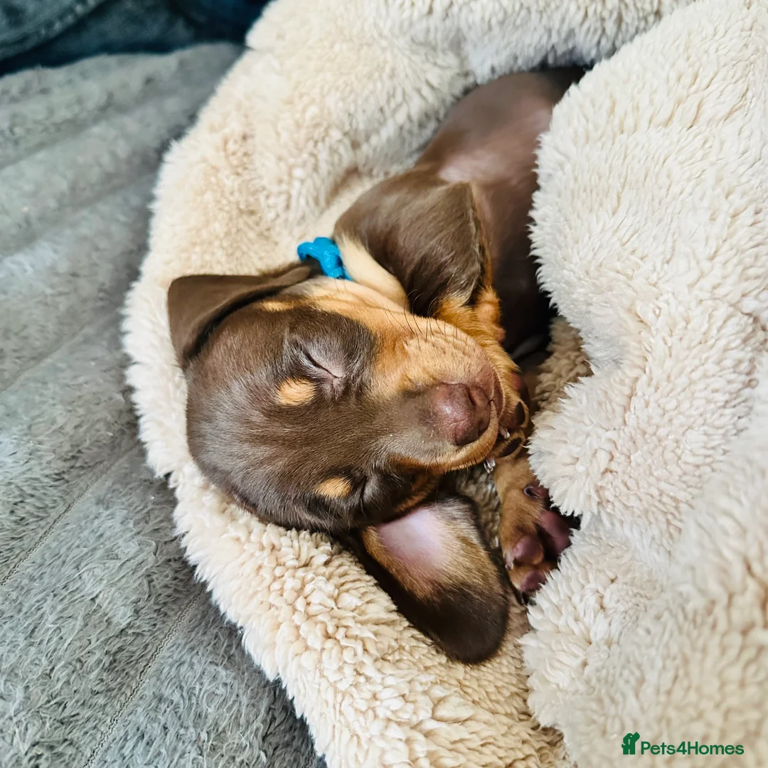 Miniature Dachshund dogs for sale: Trainer Raised Mini Dachshund Puppies - Advert 12