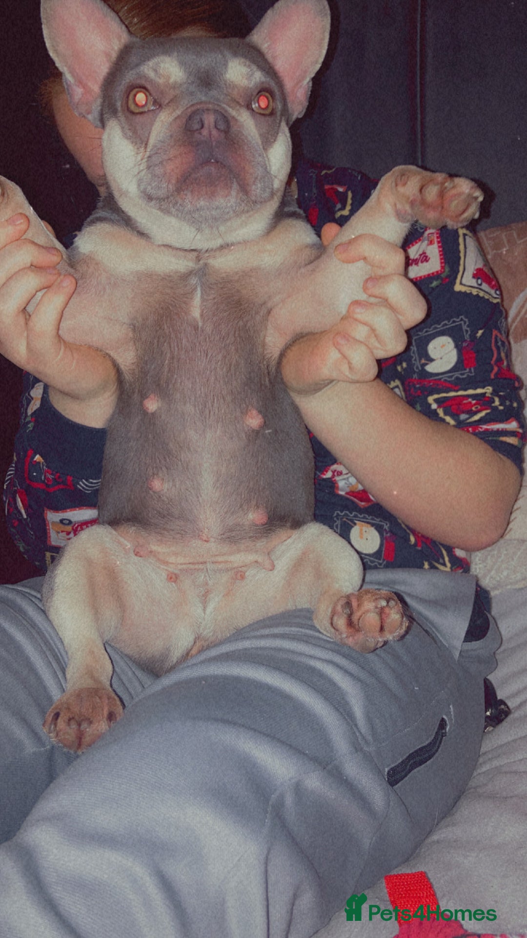 French Bulldog dogs for sale: Kennel club registered lilac French bulldog - Advert 4