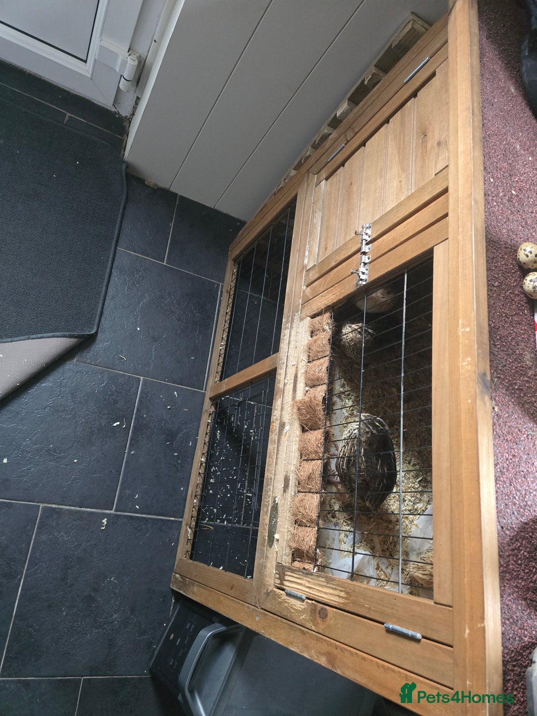 Quail poultry for sale: 4 female 1 males quails  - Advert 2