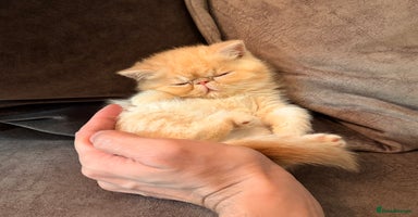 Exotic cats Supreme Quality Exotics - TICA reg - Advert 13