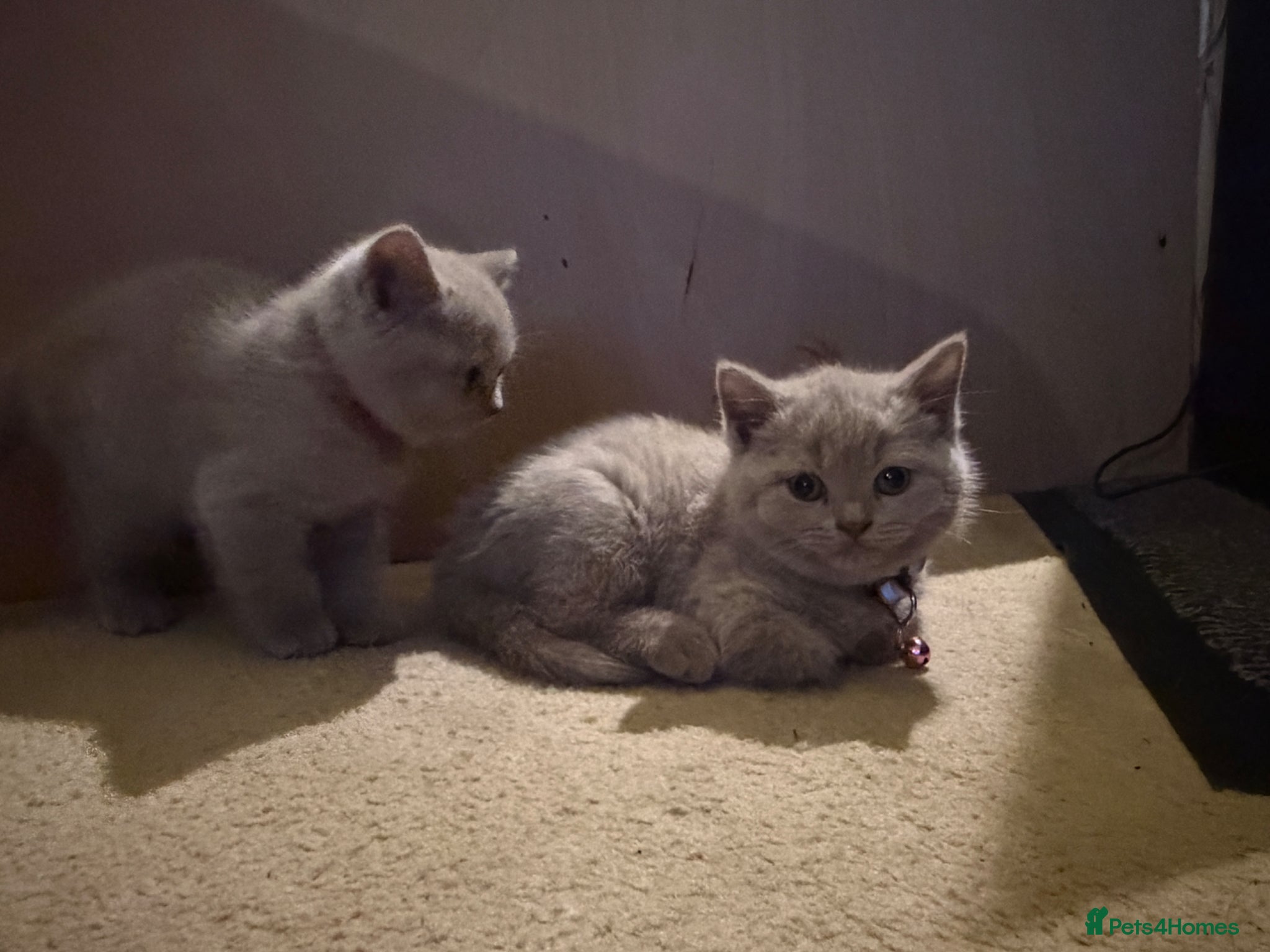 British Shorthair cats Blue and lilac GCCF kittens !  - Advert 2