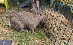 Mixed Breed rabbits for sale: 2 adorable bunnies looking for their forever home in Chigwell - Image 3