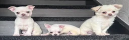 Chihuahua dogs for sale: Amazing puppys in hull - Advert 3