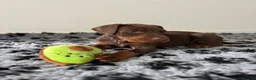 Dobermann dogs for sale: 9 Doberman Puppies- Ready to leave 6th June - Advert 6