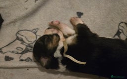Border Collie dogs for sale: bored collie puppies  - Image 15