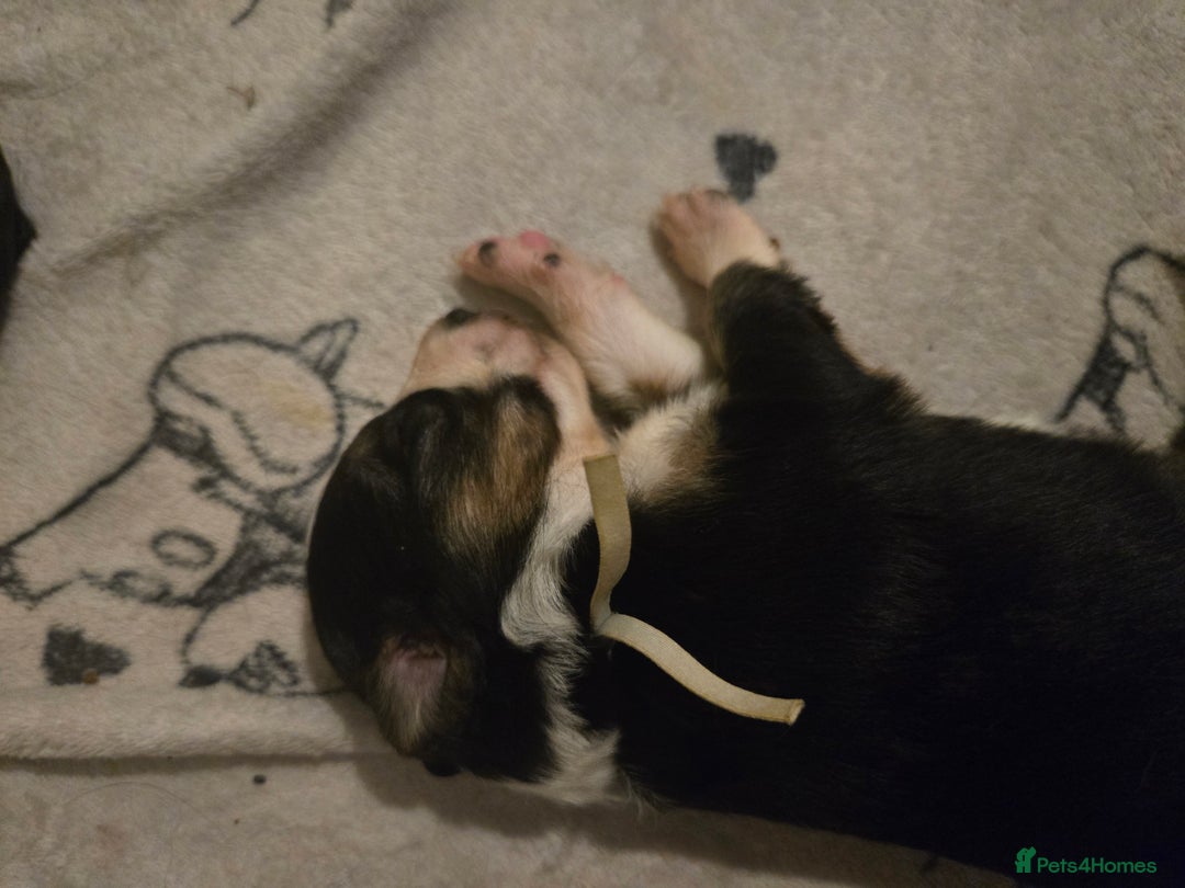 Border Collie dogs for sale: bored collie puppies  - Image 15