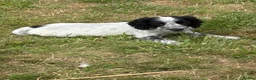 Cocker Spaniel dogs for sale: Spaniel pups  - Advert 11