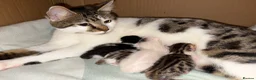 Bengal cats for sale: Mixed bengal x rare all white blue eyed .   in Bushey - Advert 27