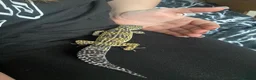 Leopard Gecko reptiles for sale: 5-6 year old leopard ghecko in Bridport - Advert 4