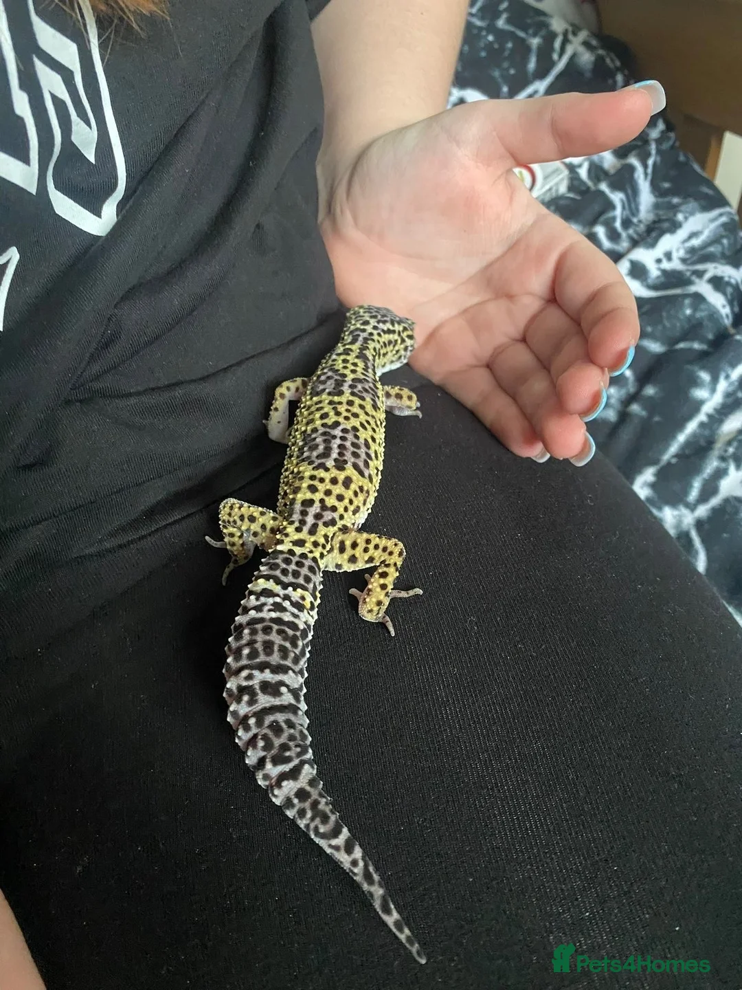 Leopard Gecko reptiles for sale: 5-6 year old leopard ghecko in Bridport - Advert 4