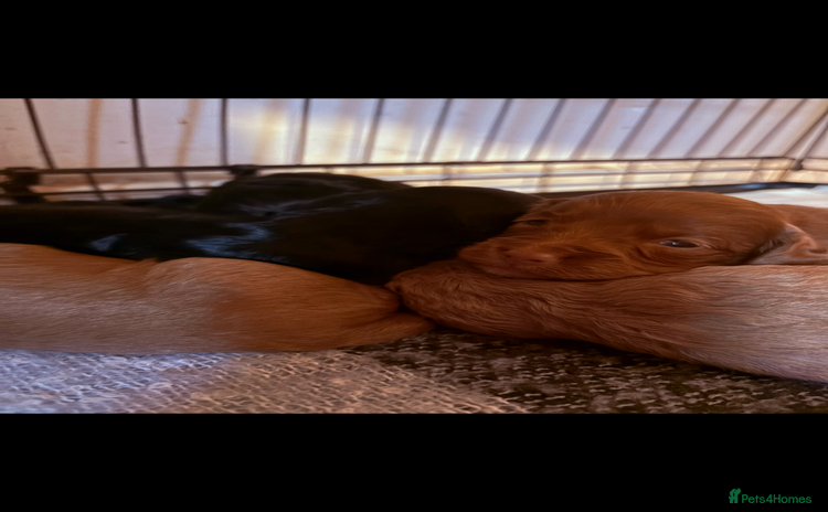 Cockapoo dogs Beautiful loving cockapoo puppies for sale  - Advert 1